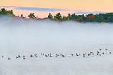 Geese Flotilla On Misty Otter Lake_28423